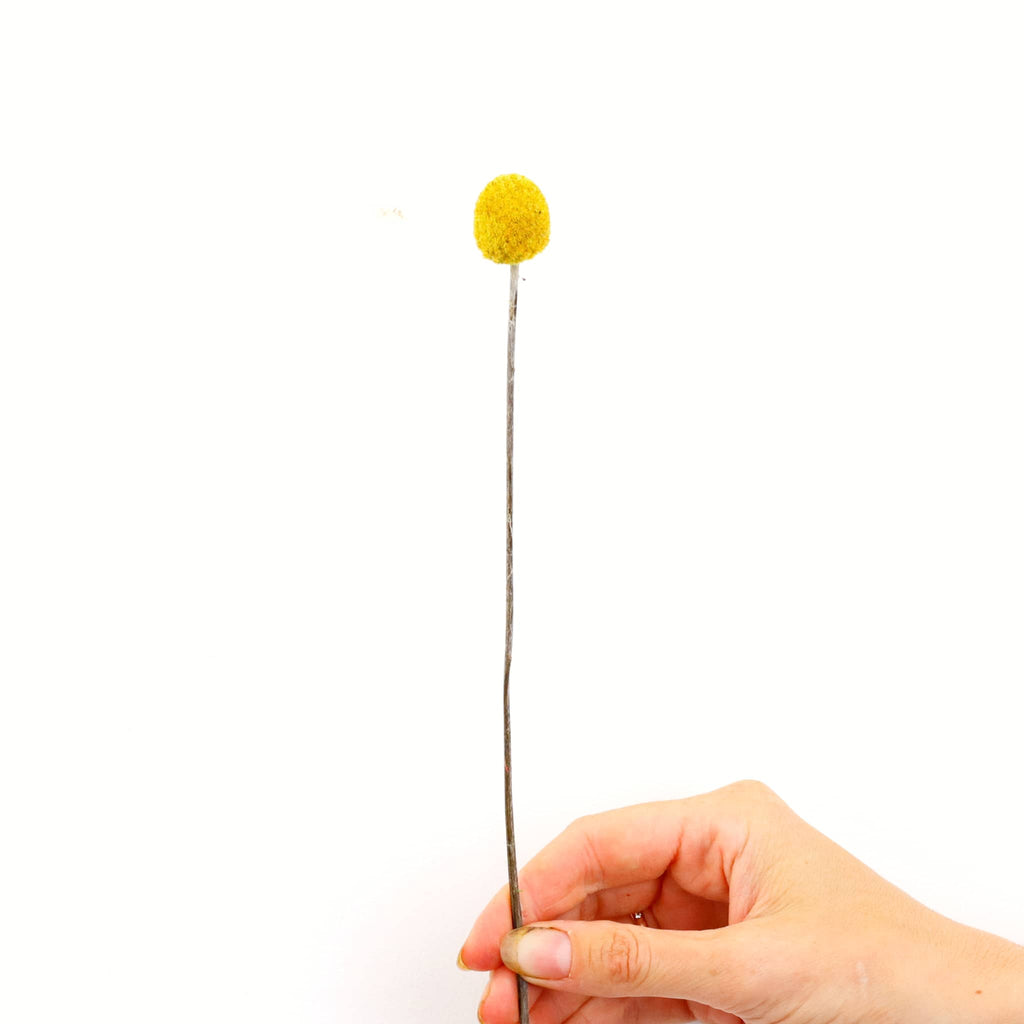 Yellow Dried Billy Buttons Bunch | Flower Arrangements Dried