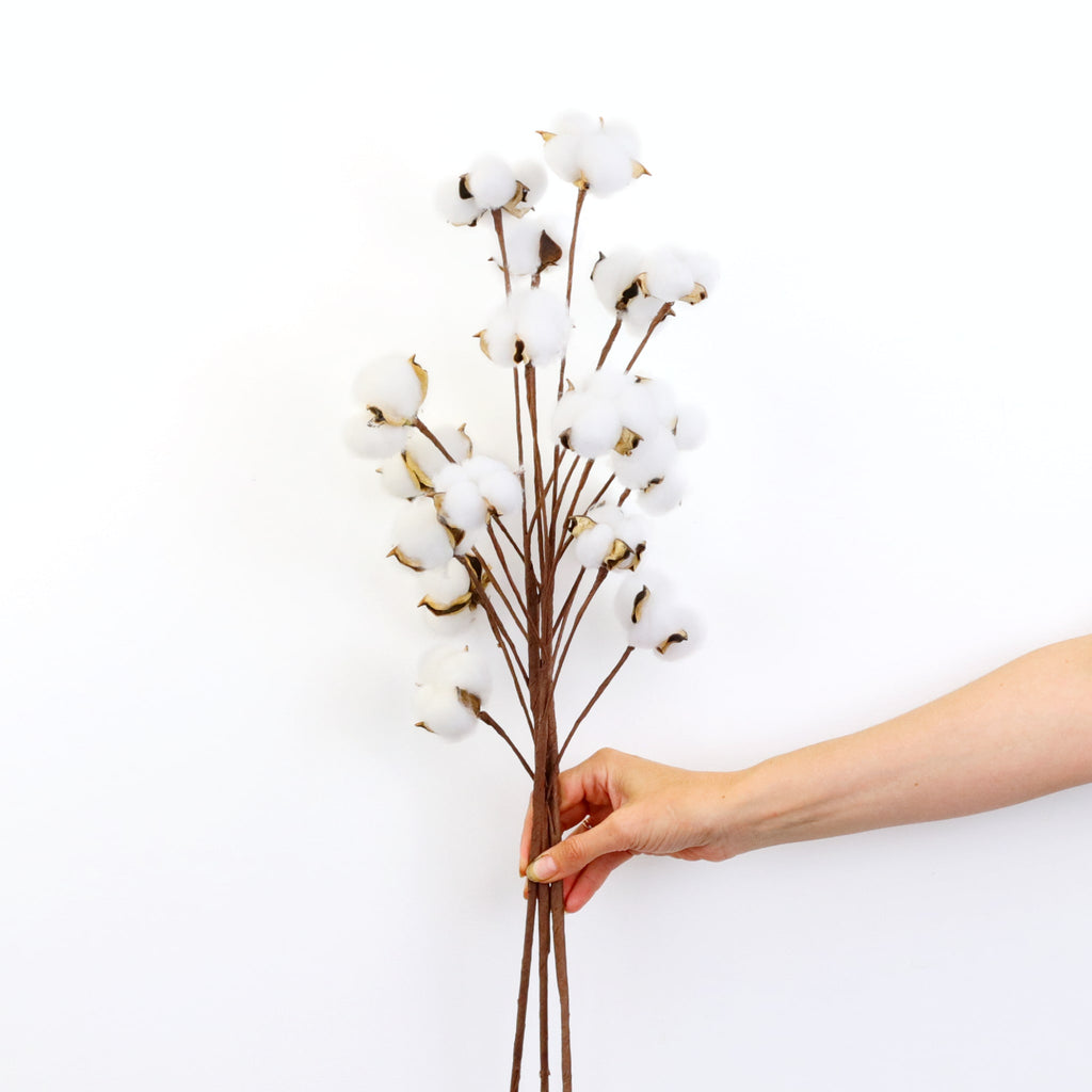 Dried Cotton Stem | Preserved Bouquet