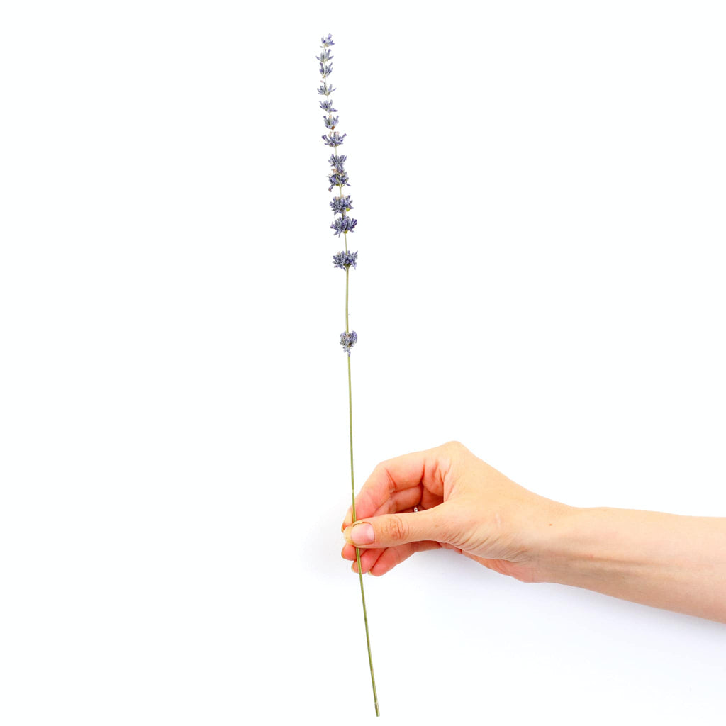 Dried Lavender Stem | Flowers Across Australia