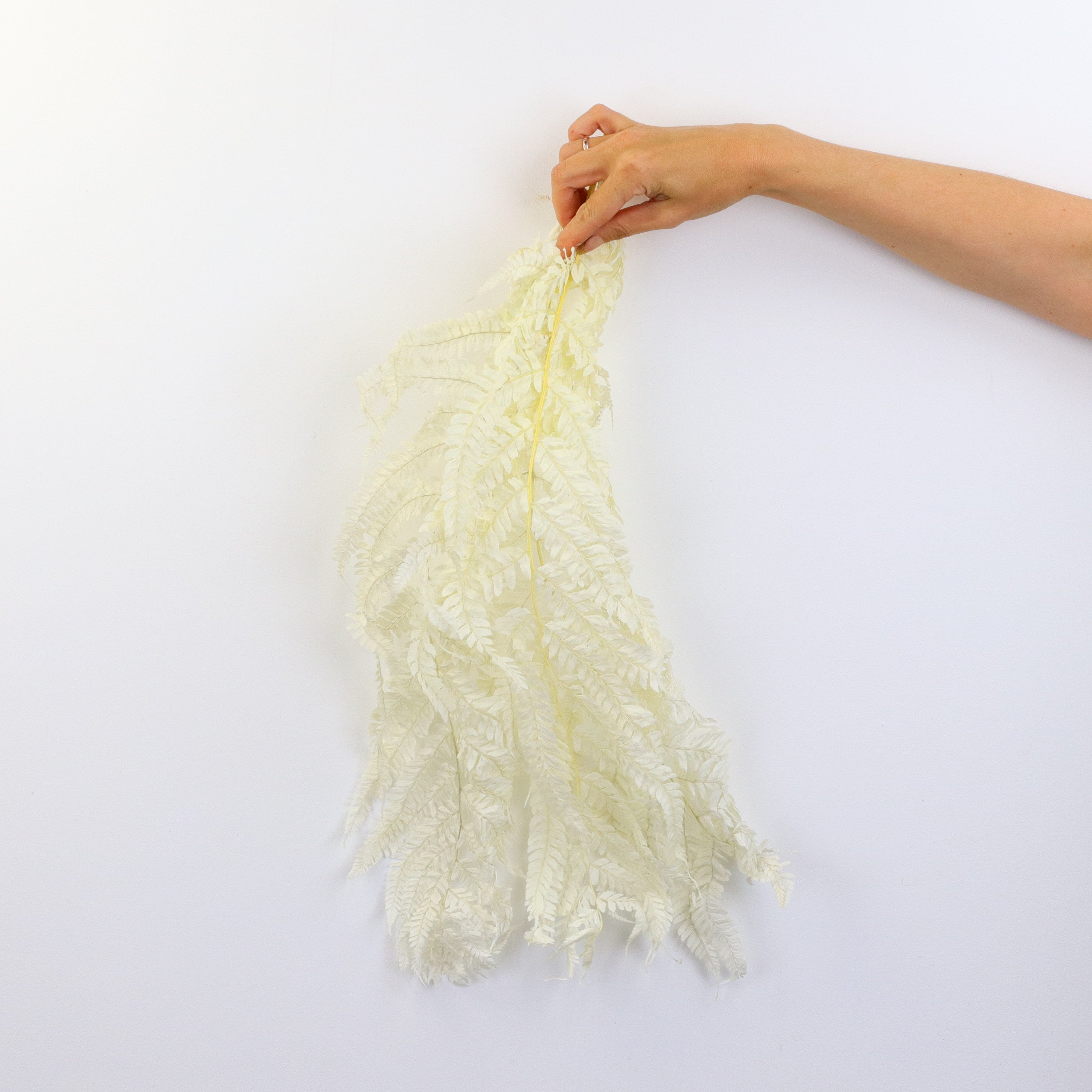 Dried Leather Fern Dried Floral Bouquet Flowers Across Australia