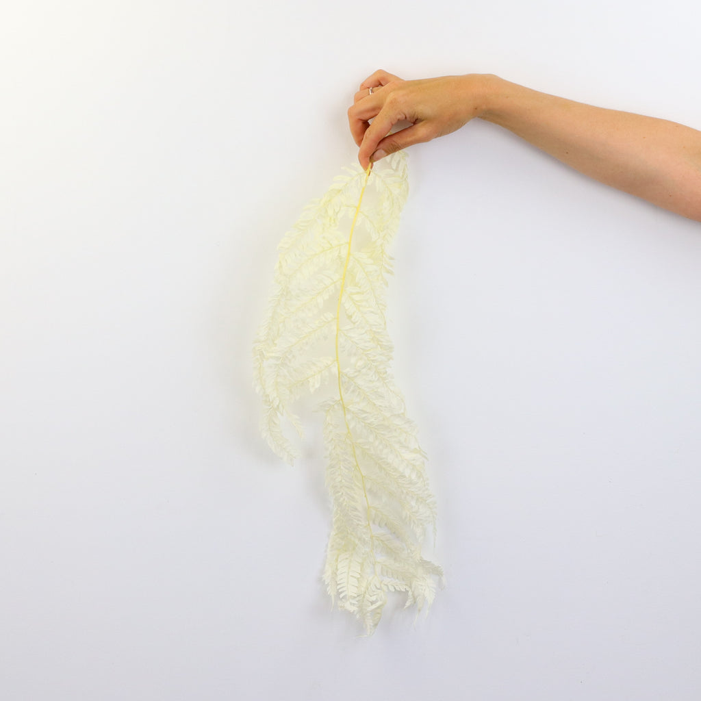 Dried Leather Fern | Flower Arrangements Dried