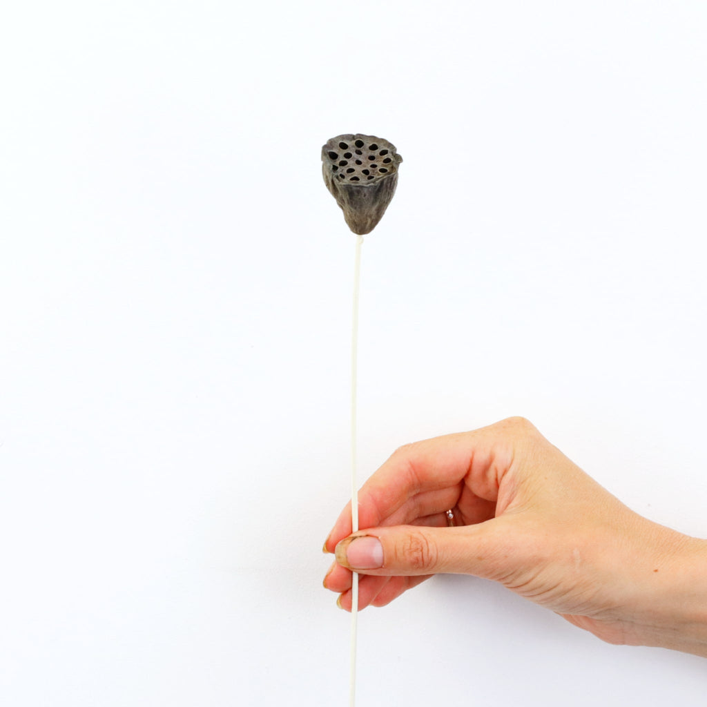 Dried Lotus Pod Mini Stem