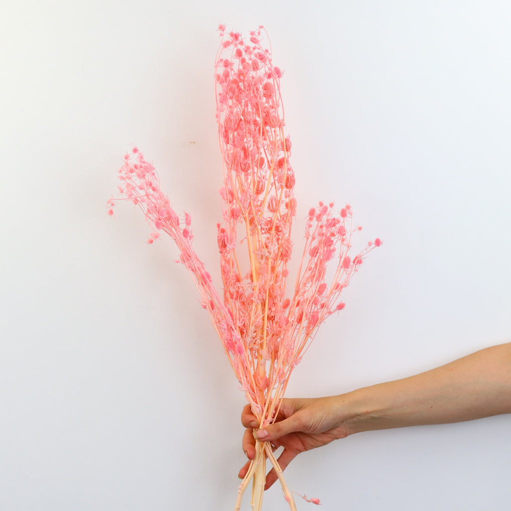 Dried Sea Holly Pink White | Preserved Bouquet