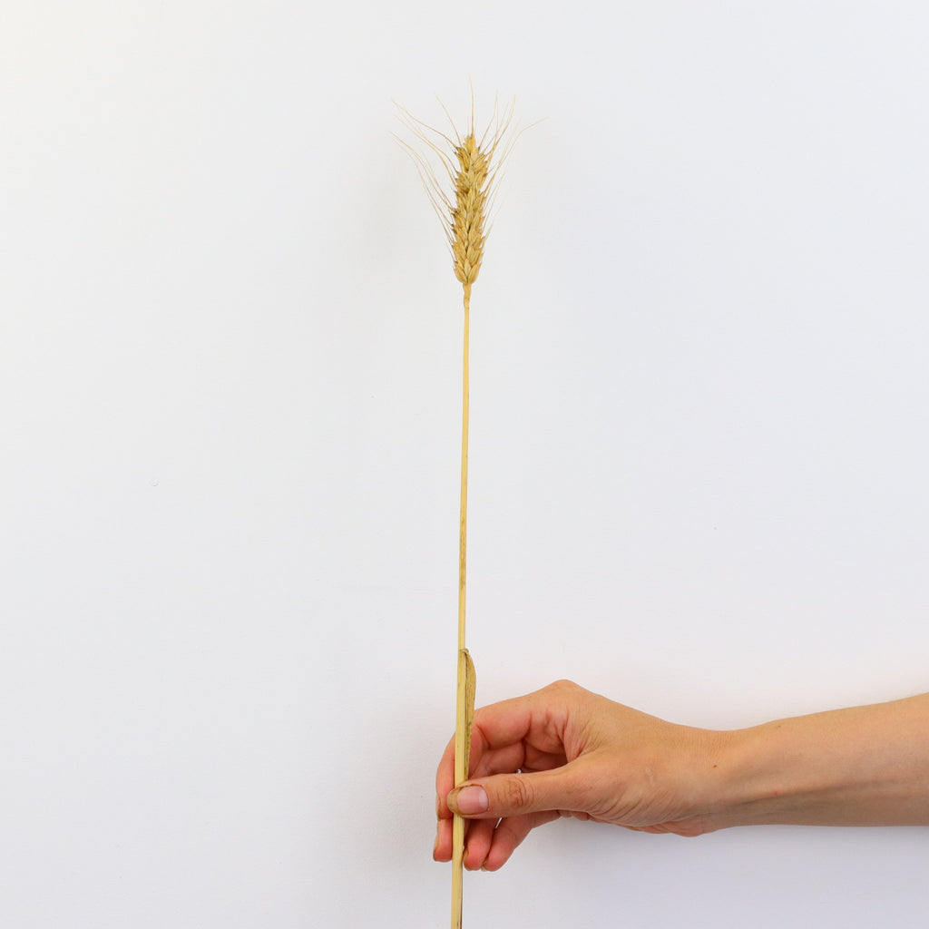 Dried Wheat Stem