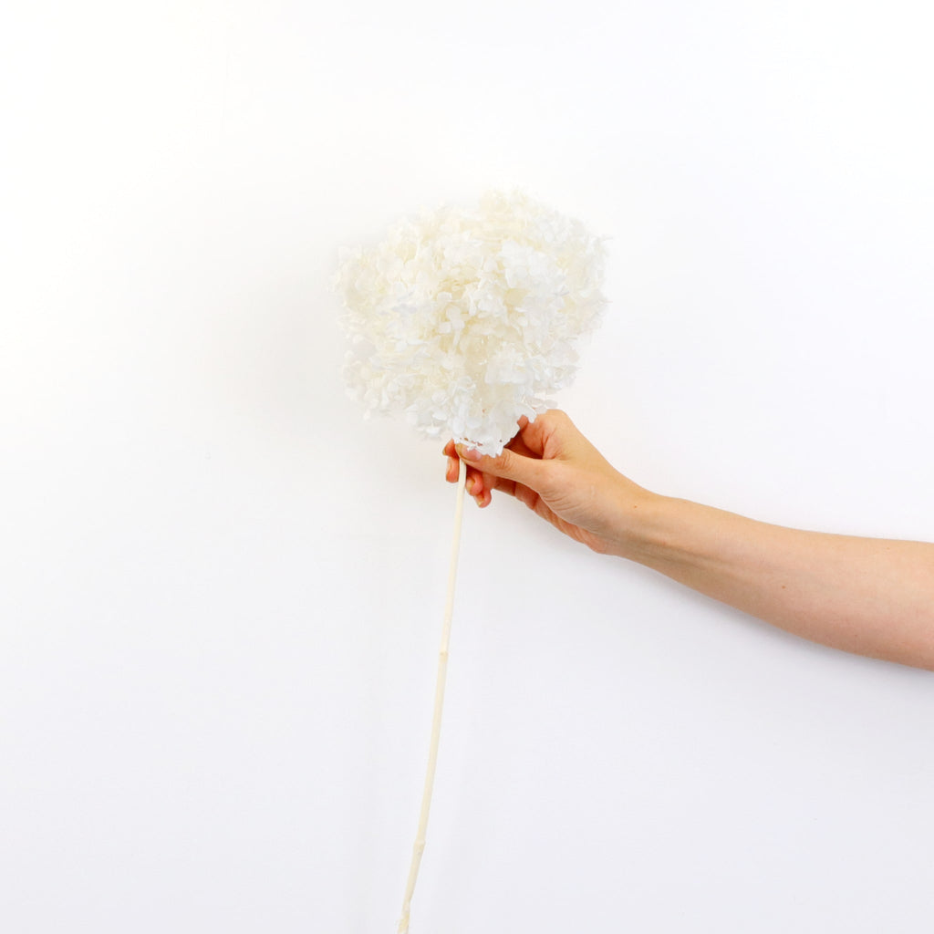 Preserved Hydrangea White | Bouquet of Dried Flowers