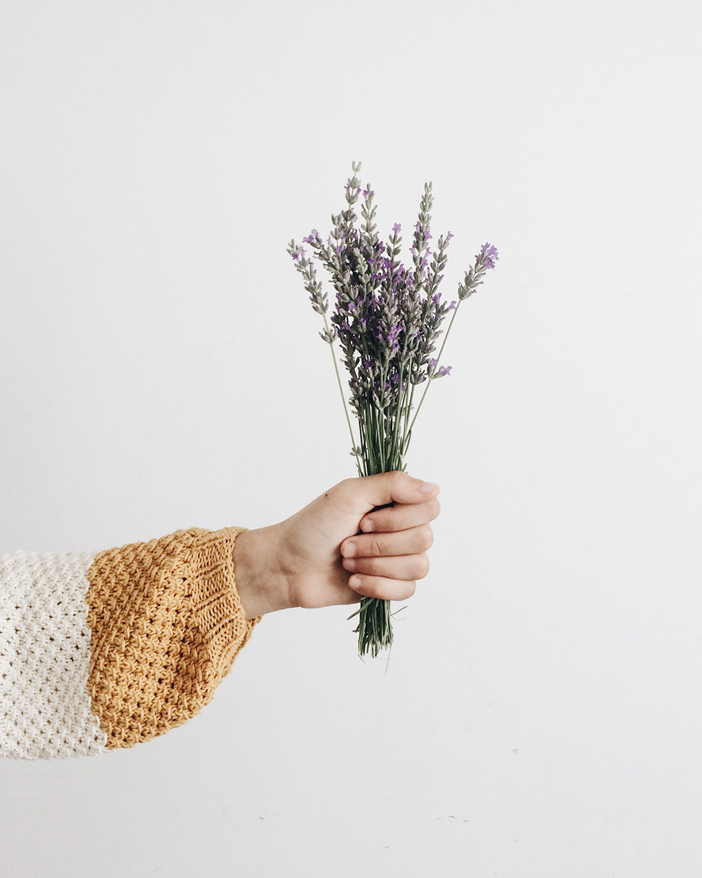 Hand Holding Dried Lavender