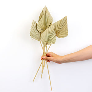Bunch of natural dried palm leaf spears being held in hand.