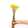 Yellow Dried Billy Buttons Bunch | Flower Arrangements Dried