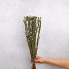Dried Geraldton Wax Flower