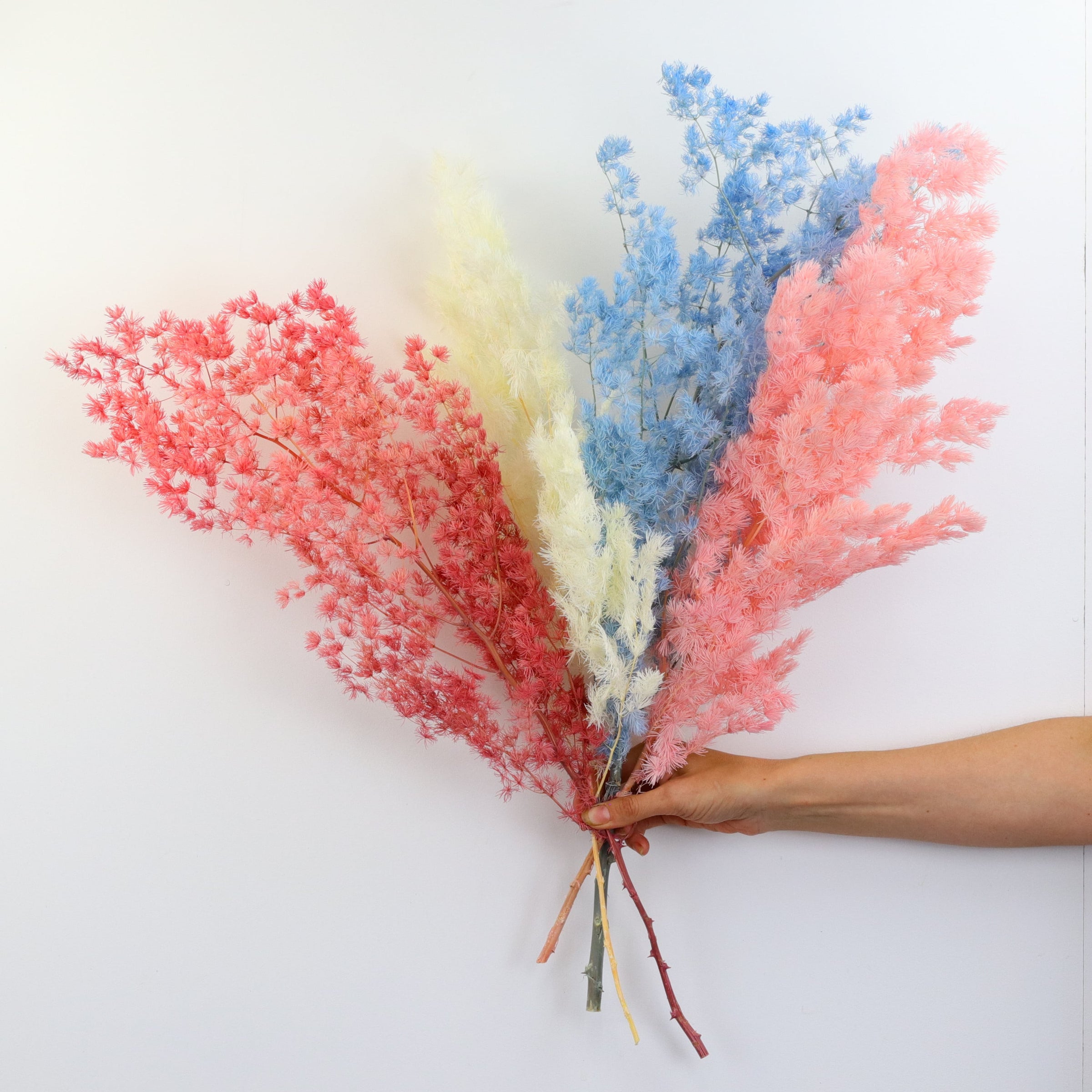 Preserved Dried Ming Fern - Dried Flowers | Flowers Across Australia