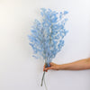 Dried Ming Fern Blue | Dried Flowers Australia | Preserved Bouquet