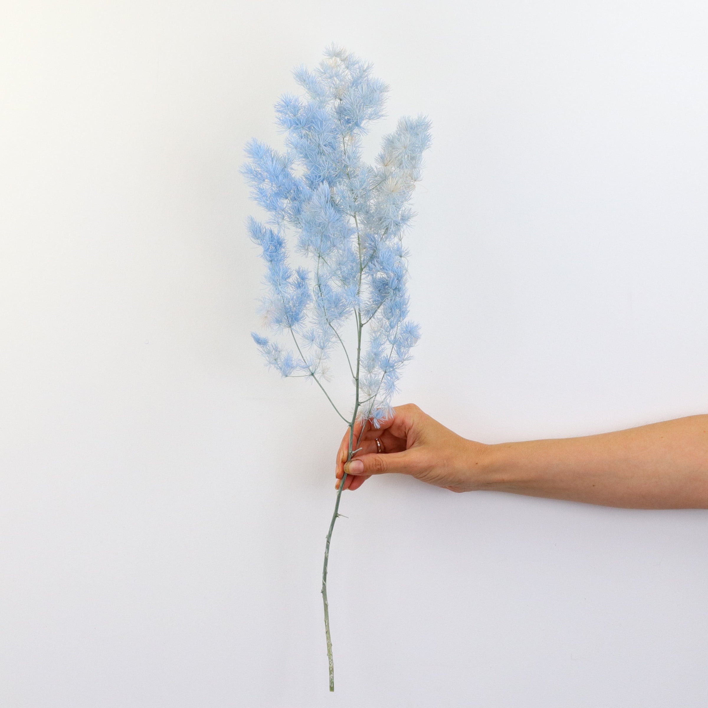 Preserved Dried Ming Fern - Dried Flowers | Flowers Across Australia