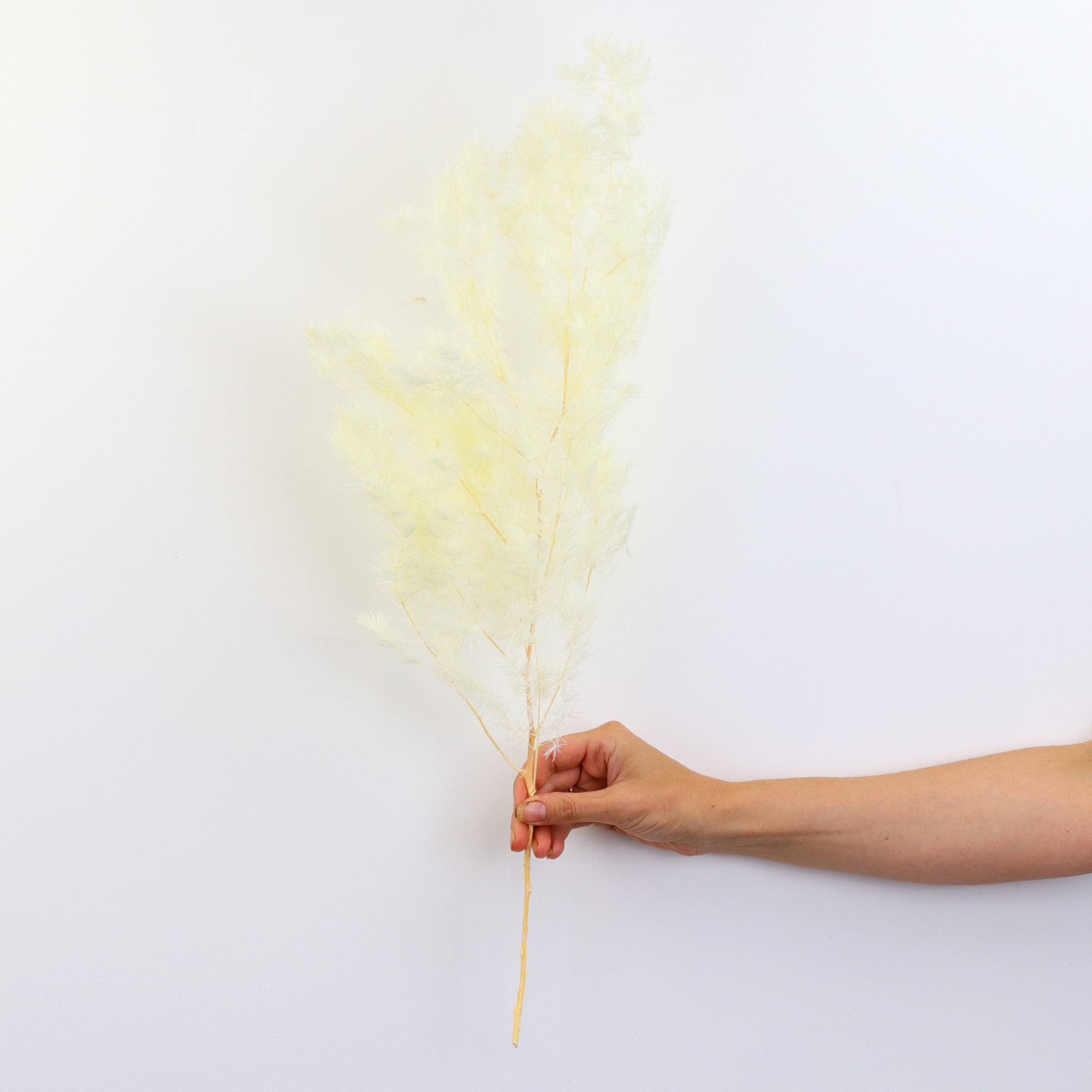 Preserved Dried Ming Fern - Dried Flowers | Flowers Across Australia