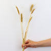 Dried Wheat Bunch | Flowers Across Australia