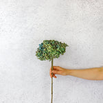 Dried Hydrangea | Dried Bouquet