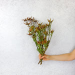 Dried Leucadendron | Flower Arrangements Dried