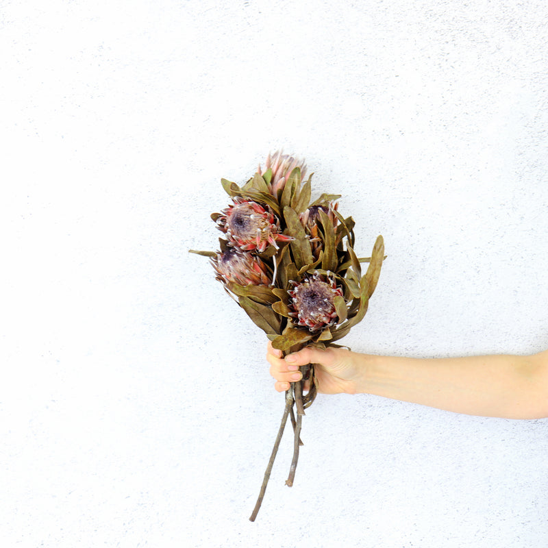Dried Pink Ice King Protea | Dried Flowers