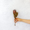 Dried Pink Ice King Protea